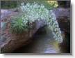 Gorges du MASCUN - La nature au repos (Saxifrage)