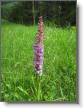 Orchis moustique