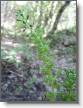 IMG_7045_Grande listere_Neottia ovata.JPG