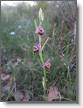 IMG_7079_Ophrys becasse_Ophrys scolopax.JPG