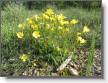 IMG_7086_Lin campanule.JPG