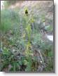 IMG_7111_Ophrys petite araignee_Ophrys v.JPG
