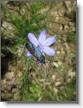 IMG_7123_Aphyllanthe de Montpellier.JPG