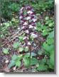 IMG_7210_Orchis pourpre_Orchis purpurea.JPG