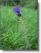 IMG_7211_Muscari  toupet.JPG
