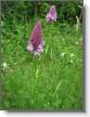 IMG_7226_Orchis pyramidal_Anacamptis pyr.JPG