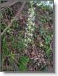 IMG_7230_Platanthere  deux feuilles_Pla.JPG