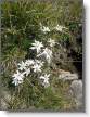 la haut c'est une prairie a Edelweiss