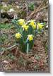 Jonquilles