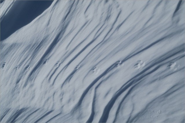 IMG_8273 - trace renard.JPG