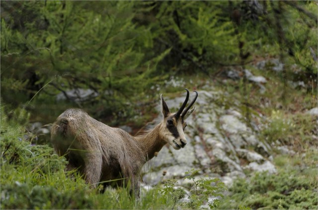 2017-07-11,17-25-57,chamois.jpg