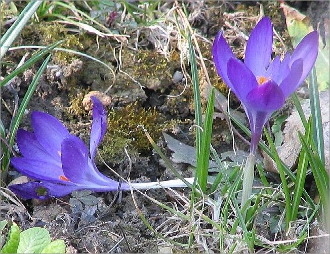 1-crokus.jpg