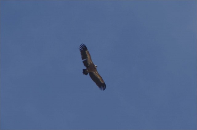 2017-05-21,13-53-32,vautour.jpg