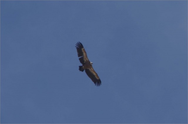 2017-05-21,13-53-32,vautour.jpg