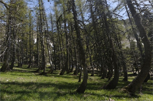 2017-05-21,15-57-43,forêt du vallo.jpg