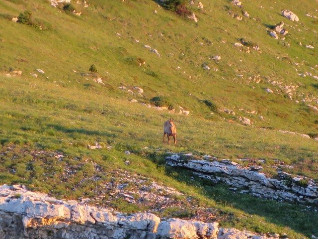 IMG_7234_1.JPG