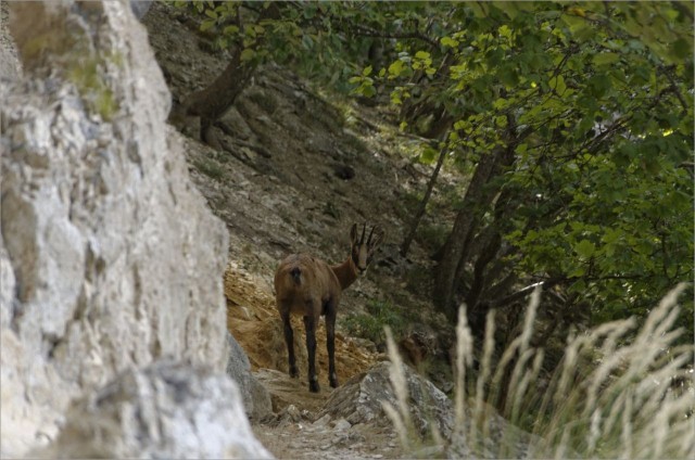 2017-08-27,13-09-39,chamois.jpg