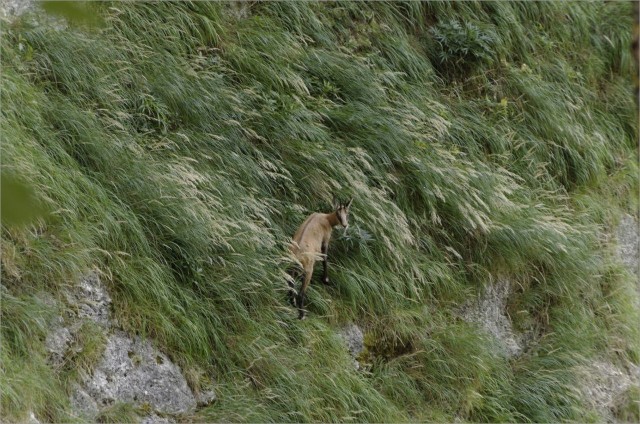 2017-08-27,13-11-00,chamois.jpg