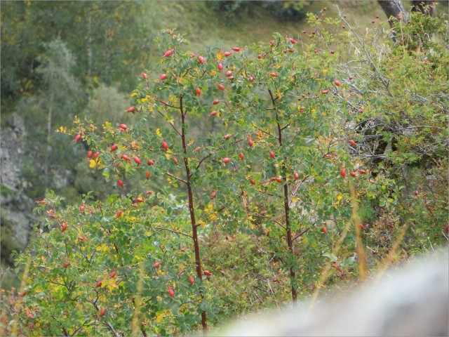 IMG_8019.JPG