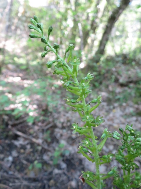 IMG_7045_Grande listere_Neottia ovata.JPG