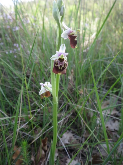 IMG_7109_Ophrys bourdon_Ophrys holoseric.JPG