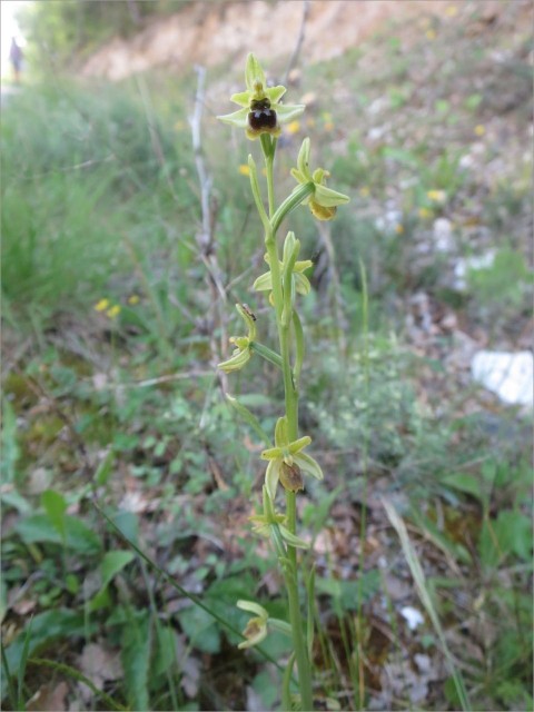IMG_7111_Ophrys petite araignee_Ophrys v.JPG
