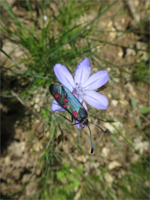 IMG_7123_Aphyllanthe de Montpellier.JPG