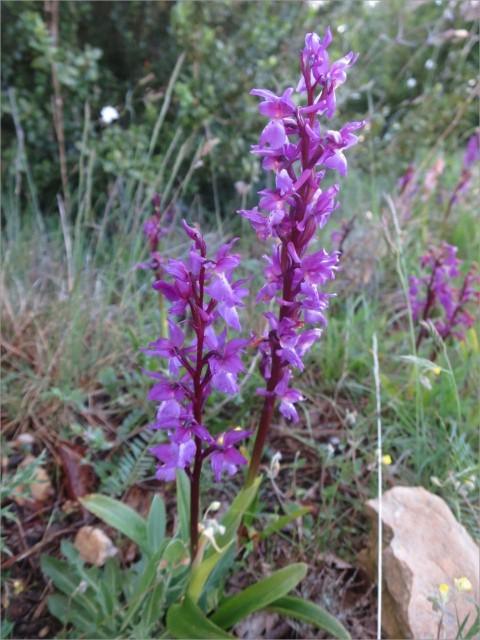 IMG_7173_Orchis male_Orchis mascula.JPG