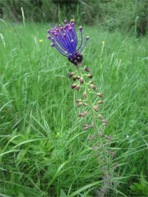 IMG_7211_Muscari  toupet.JPG