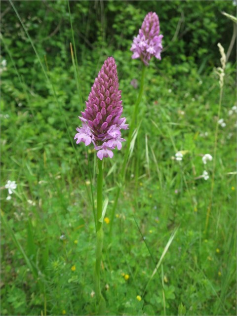 IMG_7226_Orchis pyramidal_Anacamptis pyr.JPG