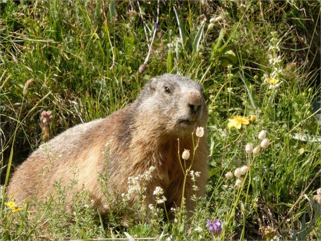 2013-08-14,16-05-47,Marmotte Super Star.jpg