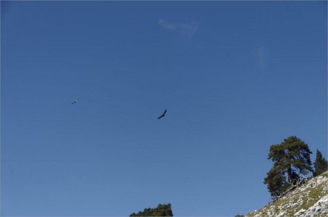 2018-08-12,15-48-46,vautours.jpg