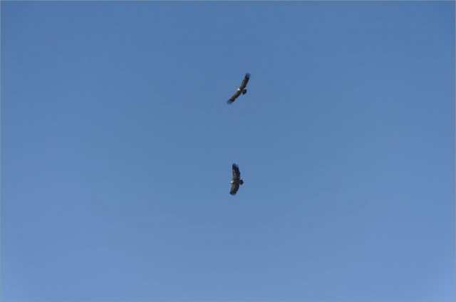 2018-08-12,15-48-48,vautours.jpg