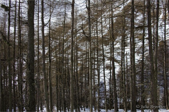 _MG_9005.jpg