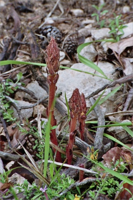 ce_n'est_pas_une_orchidee_parasitebis.JPG