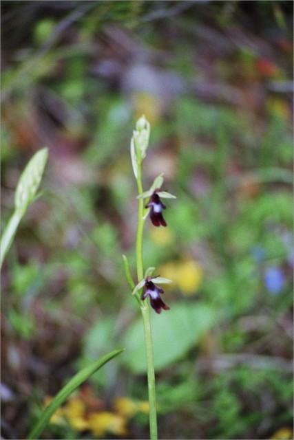 ophrys_mouche2bis.JPG