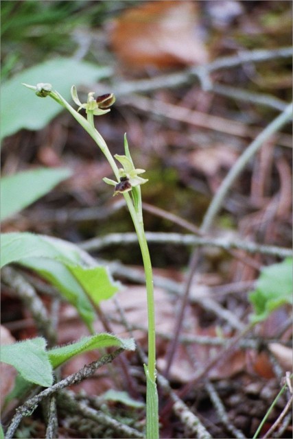 ophrys_araigneebis.JPG