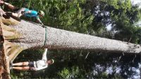Le Sapin Bellier 2026-06-07: Le fameux Sapin Bellier, le sapin qui s'est pris pour un ch�ne