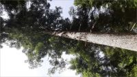 Le Sapin Bellier 2026-06-07: Pas facile � cadrer...