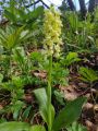 Boucle � G�ve et � la Sure 2024-05-25: Orchis sureau