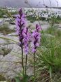 Bivouac en Belledonne 2024-08-03: Orchis tachet ( confirmer)