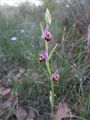 Tour du Luberon 2025-05-12: Ophrys b�casse (ou hybride?)