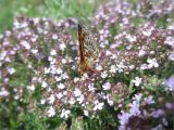 Tour du Luberon 2025-05-12