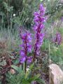 Tour du Luberon 2025-05-12: Orchis mle