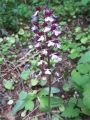 Tour du Luberon 2025-05-12: Orchis pourpre