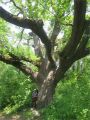 Tour du Luberon 2025-05-12: Un chne qu'il est grand!