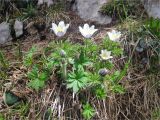 Dent de Crolles, par le sangle Barrere 2025-06-01: An�mones pulsatilles