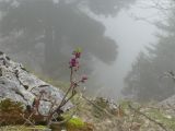 Col de l'Alpe 2023-05-18