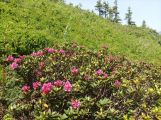 Plateau du Cornafion en boucle 2023-06-17