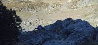Loup des teppes 2026-09-13
